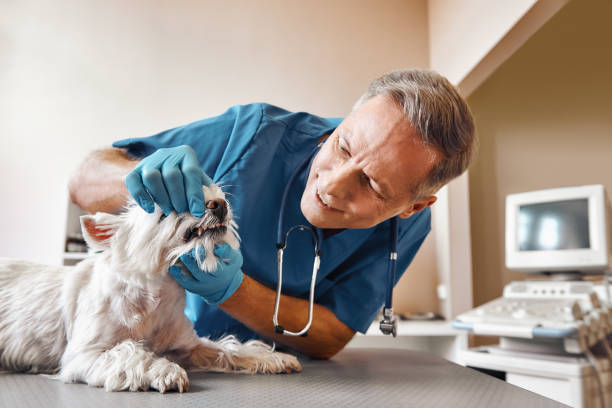 Best Emergency Root Canal Treatment in Bourbon, IN